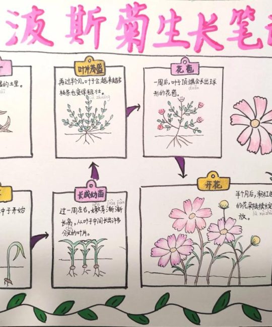 家里可以种波斯菊吗？阳台党与庭院主的完整种植指南