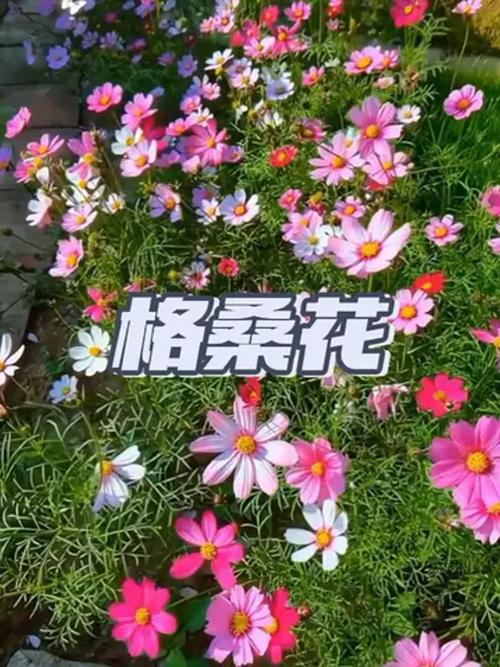 家里可以种波斯菊吗?阳台党与庭院主的完整种植指南 二、土壤环境:疏松透气是关键
