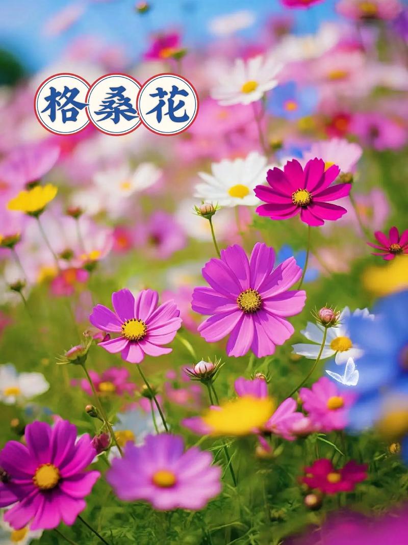 家里可以种波斯菊吗?阳台党与庭院主的完整种植指南 四、栽植深度:浅种更安全