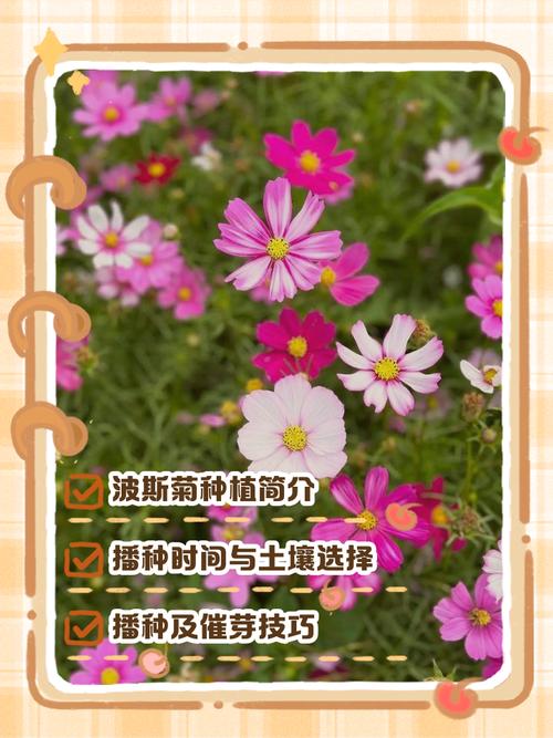 家里可以种波斯菊吗?阳台党与庭院主的完整种植指南 七、成活注意事项:花期管理与风险防范