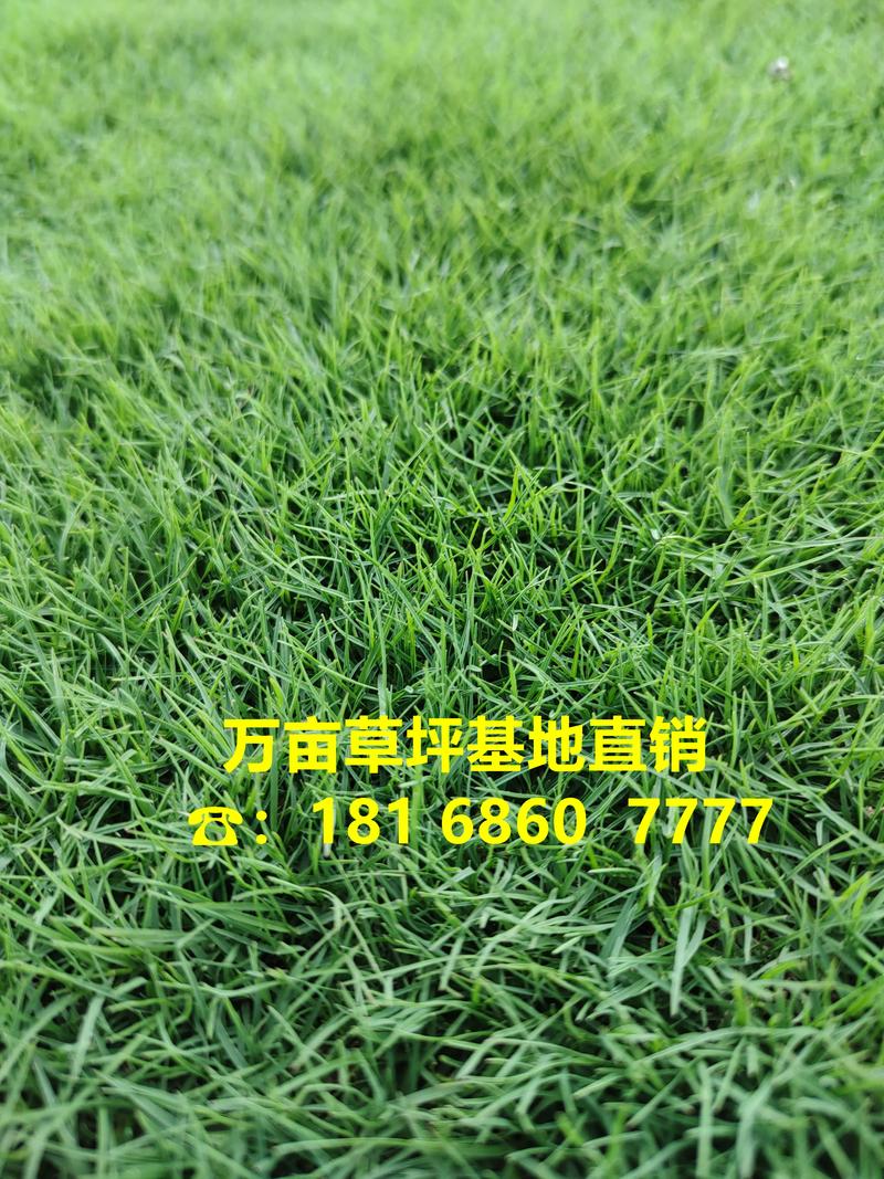 小区绿化草皮多少钱一平方?2026年混播草坪价格参考及影响因素分析 价格快速参考