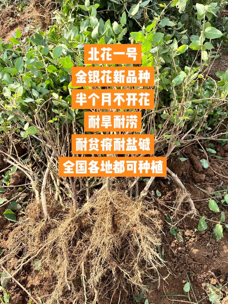 金银花种植方法详解:从选时到成活的完整指南 四、栽植深度