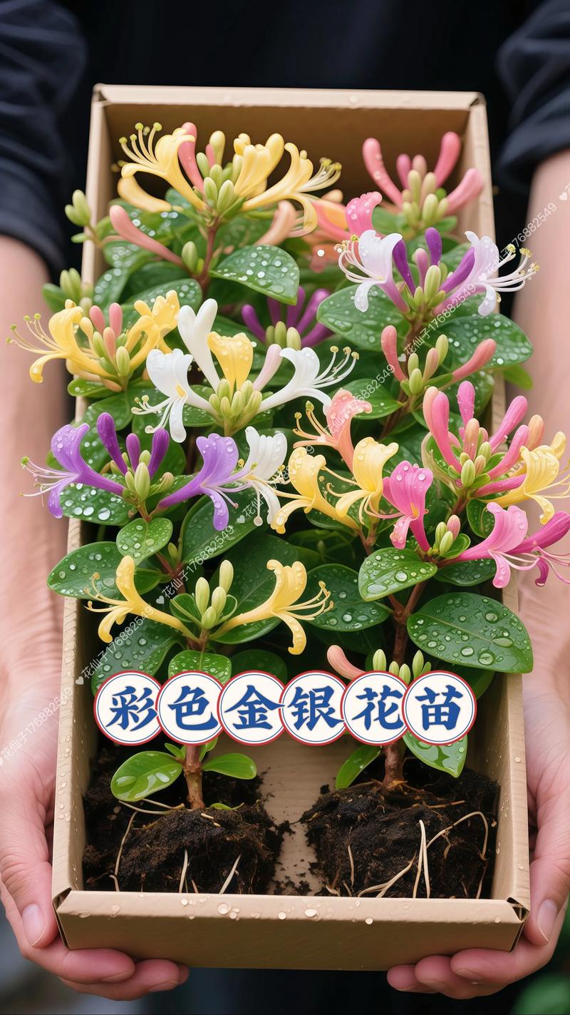 金银花种植方法详解:从选时到成活的完整指南 三、栽前处理