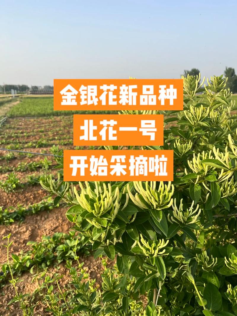 金银花种植方法详解:从选时到成活的完整指南 五、浇定根水