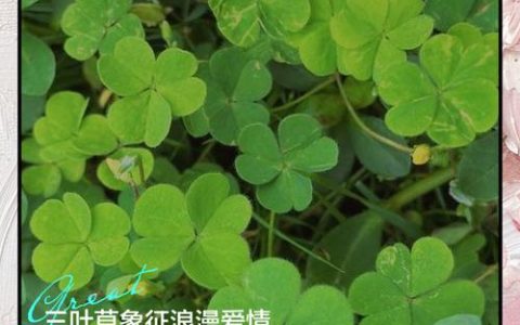 三叶草代表什么意思？四叶草与三叶草的区别及象征寓意