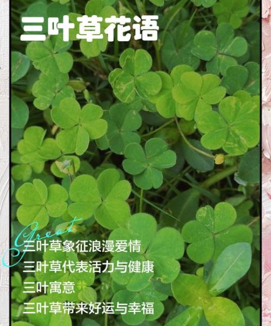 三叶草代表什么意思？四叶草与三叶草的区别及象征寓意