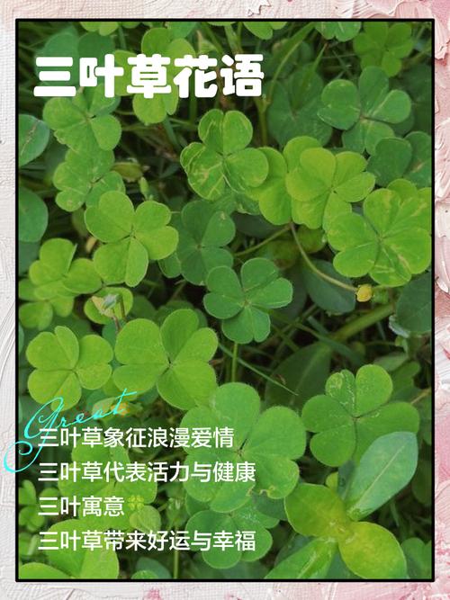 三叶草代表什么意思？四叶草与三叶草的区别及象征寓意
