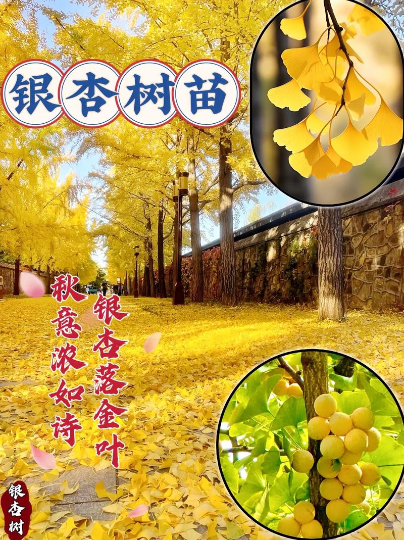 银杏树苗如何栽种?七个步骤提高成活率,附详细参数标准 七、成活注意事项:防积水、防倒伏、防风干