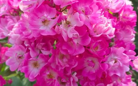 蔷薇花一年开几次花期？花期、果期及养护全指南