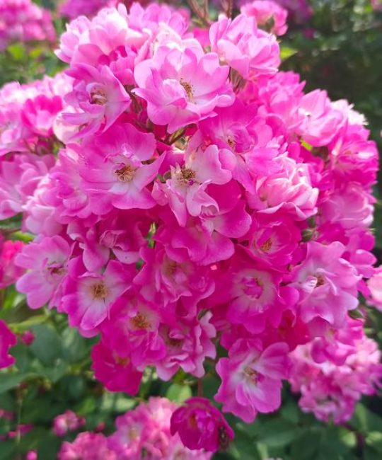 蔷薇花一年开几次花期？花期、果期及养护全指南