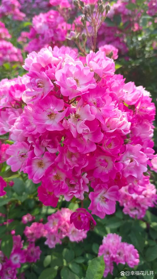 蔷薇花一年开几次花期?花期、果期及养护全指南 蔷薇花一年开几次花期?花期、果期及养护全指南