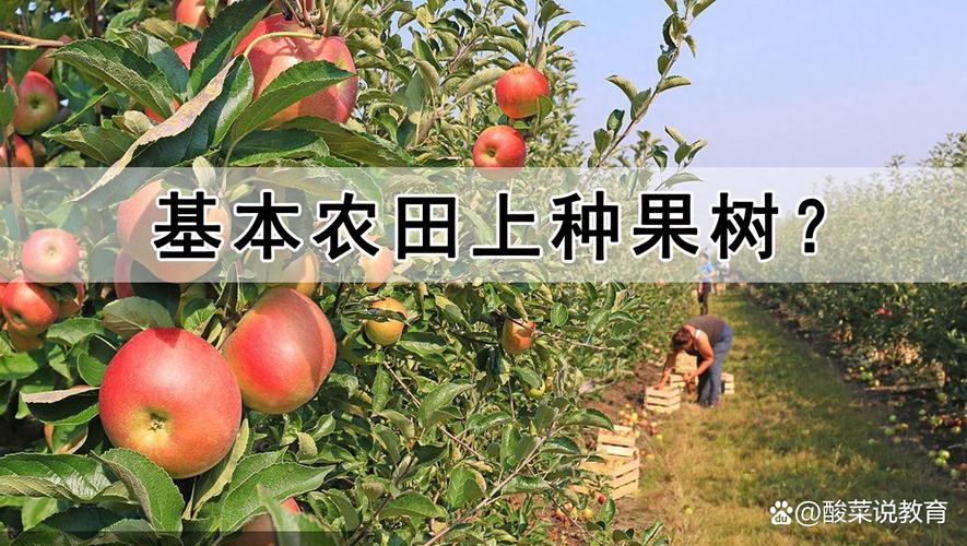 一般基本农田能种果树吗?答案明确:不能,违法后果严重 如果土地是基本农田,但想种果树怎么办?