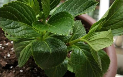 绣球花什么时候种植？地栽与盆栽全流程指南
