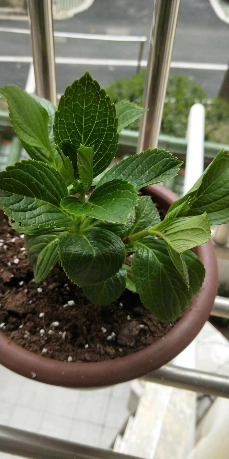 绣球花什么时候种植?地栽与盆栽全流程指南 绣球花什么时候种植?地栽与盆栽全流程指南