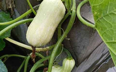 批发菜种子在哪里有？采购渠道分析与供应商评估指南