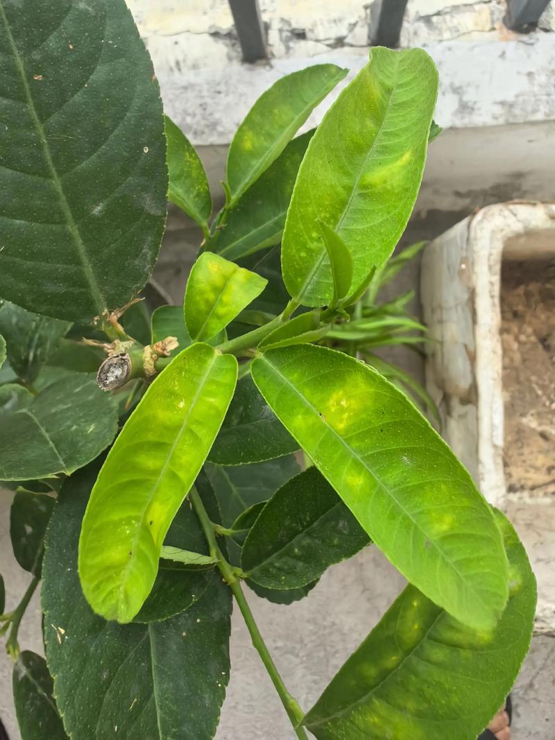 柠檬树叶子黄了怎么回事?从果苗选购到科学种植的完整指南 结果年限:嫁接苗第3年挂果,第6年进入盛果期
