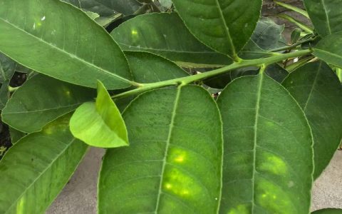 柠檬树叶子黄了怎么回事？从果苗选购到科学种植的完整指南