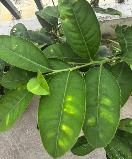 柠檬树叶子黄了怎么回事？从果苗选购到科学种植的完整指南