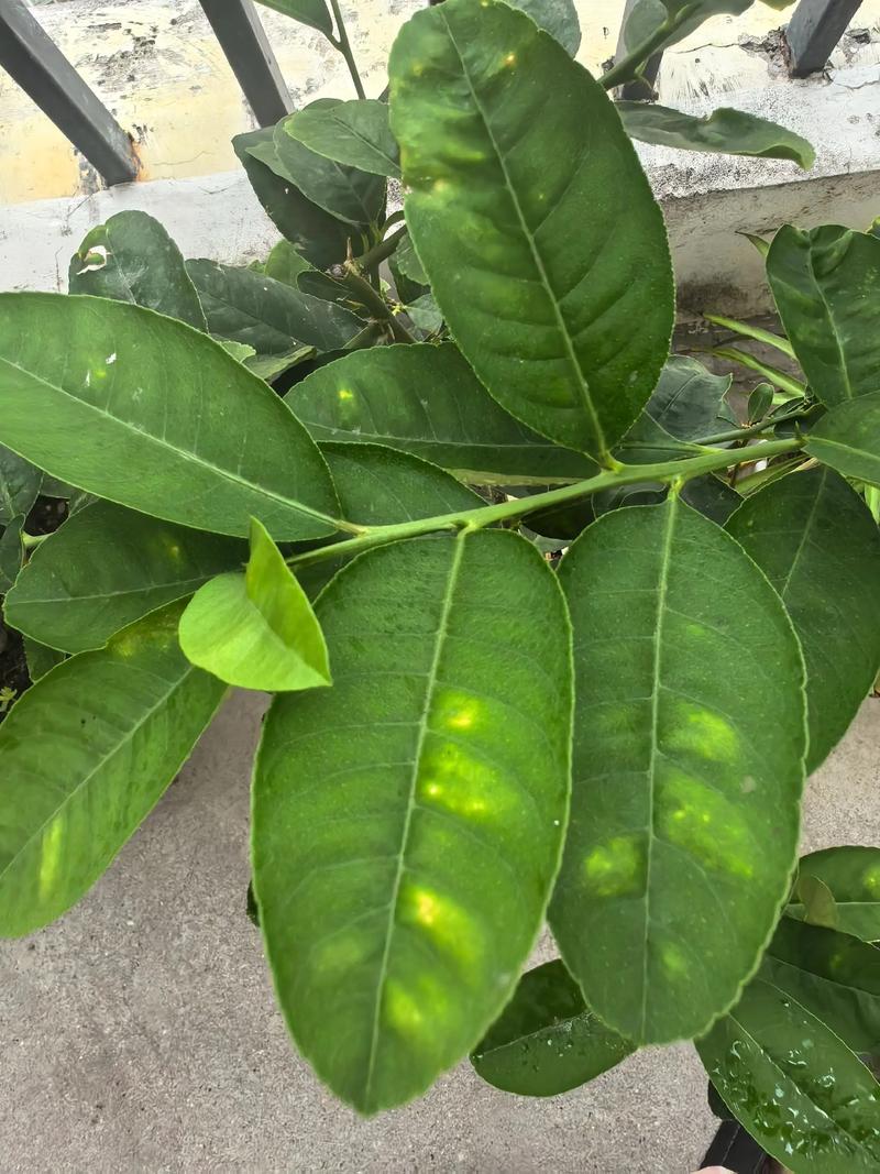 柠檬树叶子黄了怎么回事?从果苗选购到科学种植的完整指南 柠檬树品种推荐与适种地区:优先选择抗病性强的嫁接品种