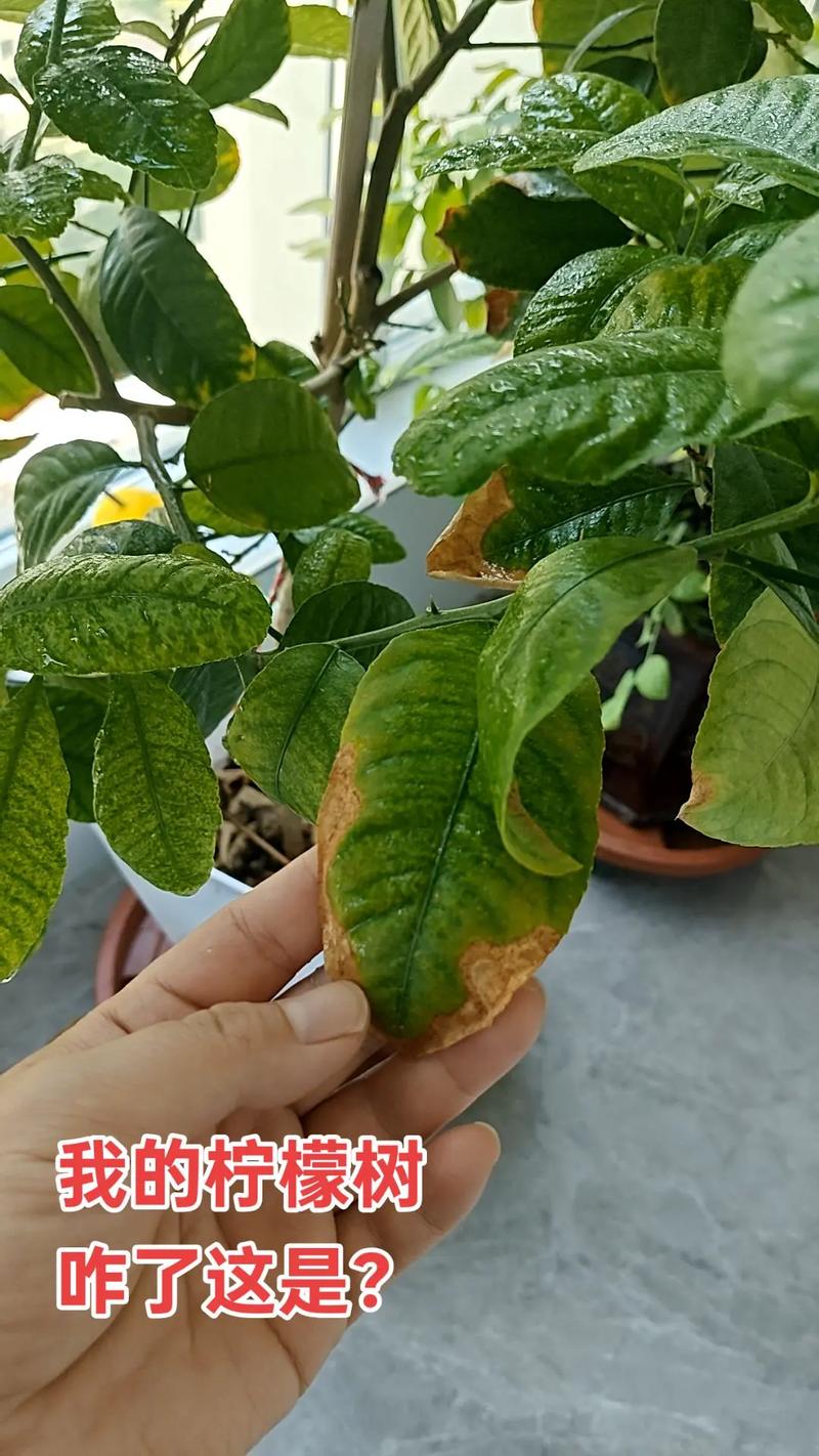 柠檬树叶子黄了怎么回事?从果苗选购到科学种植的完整指南 修剪与施肥方案:按物候期分步操作,缺铁黄叶可针对性矫正