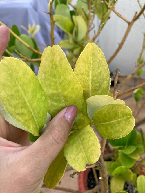 柠檬树叶子黄了怎么回事?从果苗选购到科学种植的完整指南 授粉需求:柠檬树自花结实,无需配置授粉树