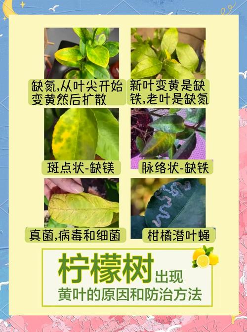 柠檬树叶子黄了怎么回事?从果苗选购到科学种植的完整指南 采购质量判断:三重标准识别优质柠檬苗