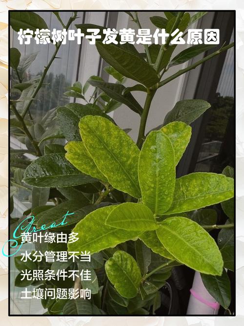 柠檬树叶子黄了怎么回事?从果苗选购到科学种植的完整指南 常见错误与总结