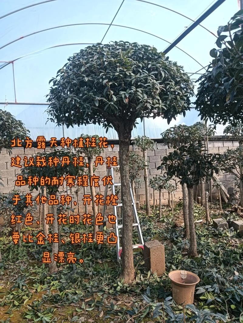 二、北方适种品种：不选“四季桂”，只认“丹桂”和“金桂”