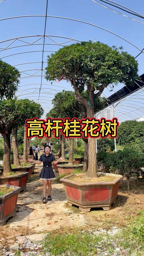 六、冬季防护：北方种植桂花的核心环节