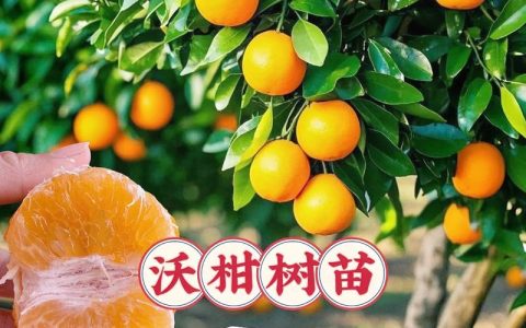 广西沃柑苗多少钱一棵？2025年最新价格参考与影响因素全解析