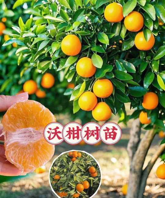广西沃柑苗多少钱一棵？2025年最新价格参考与影响因素全解析