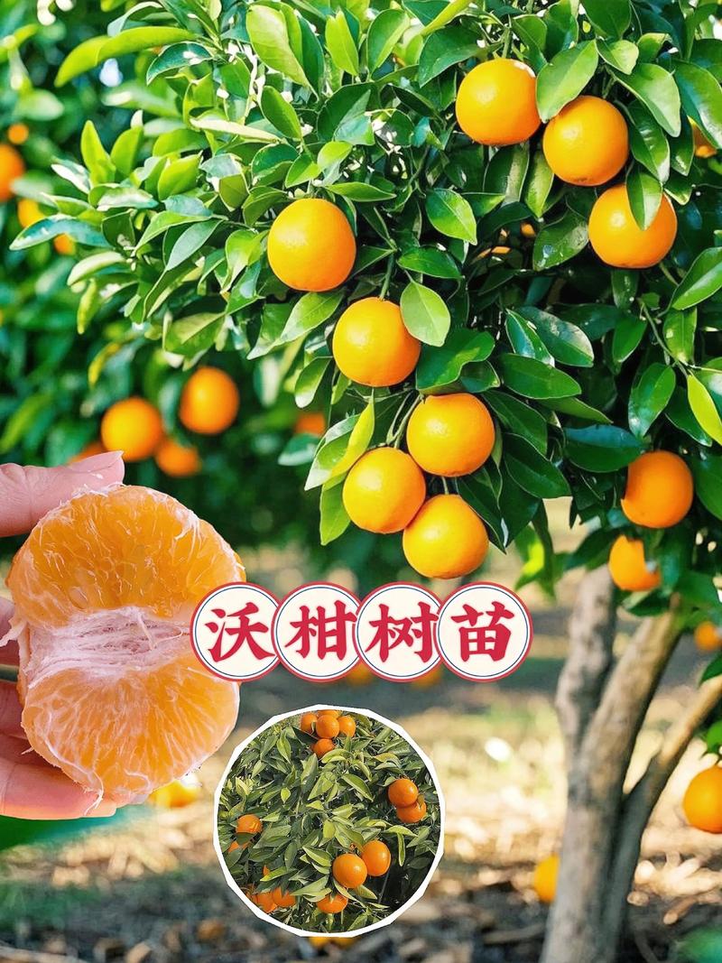 价格快速参考