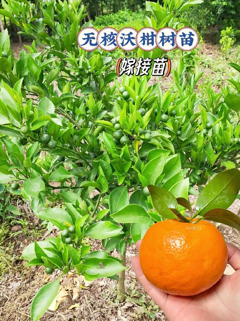 季节：淡旺季价差明显