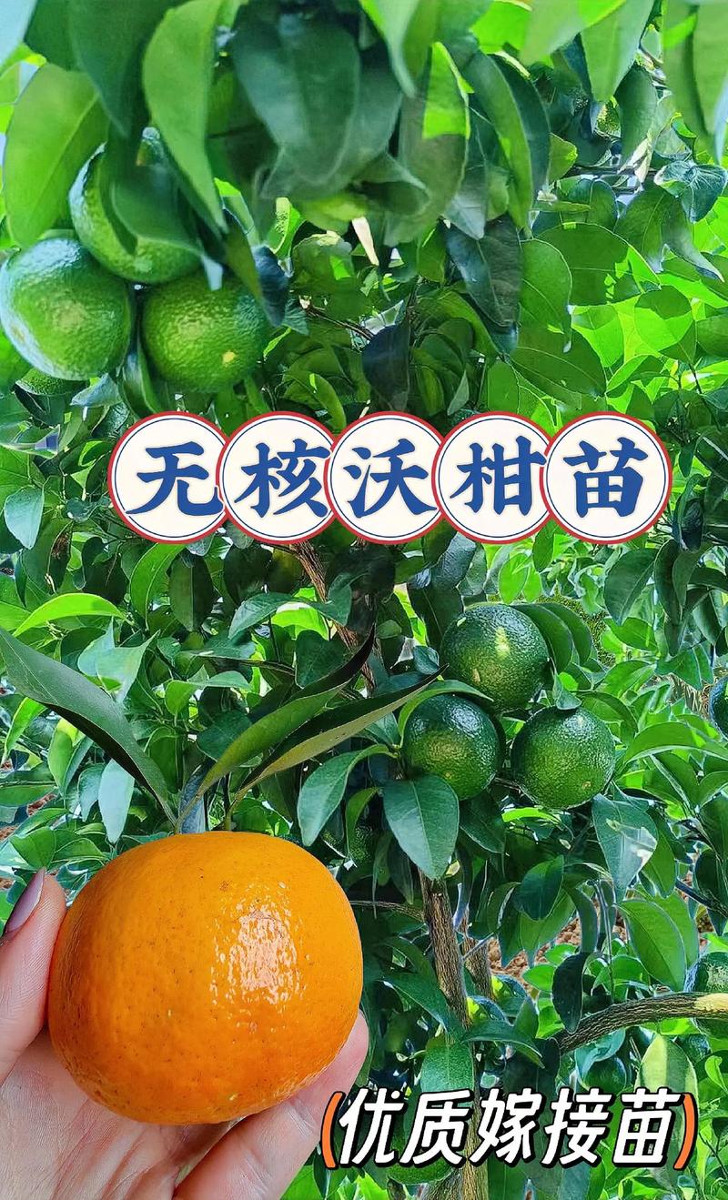 产地：广西本地优势与区域差异