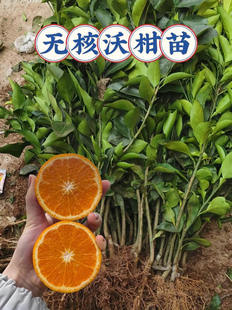 数量：量越大，单价越低