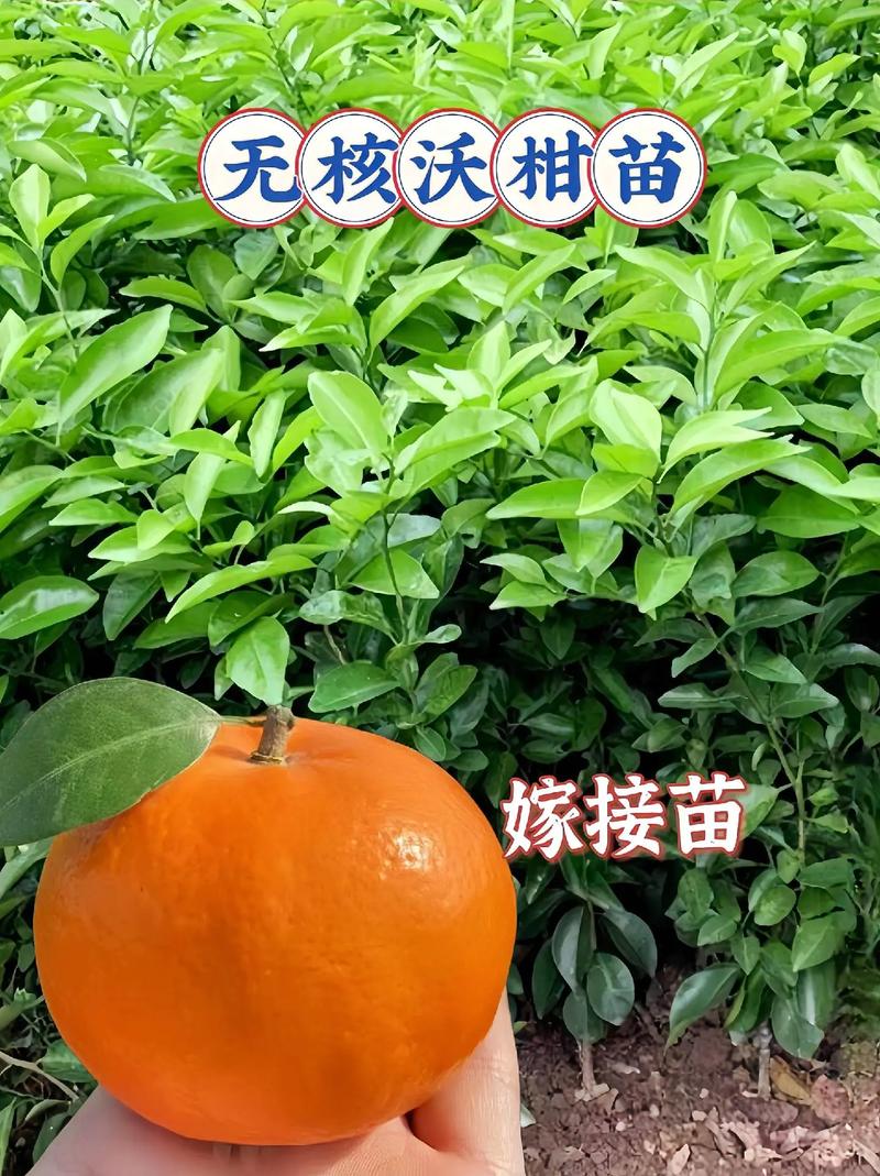 运输：物流成本占比10%-30%