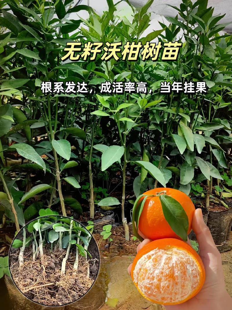 咨询指南