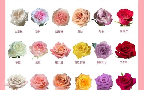 玫瑰花怎么卖？从选购到养护，一篇看懂