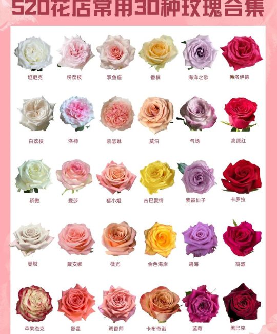 玫瑰花怎么卖？从选购到养护，一篇看懂