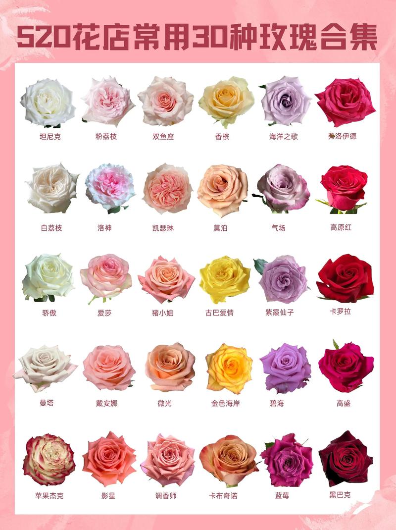 玫瑰花怎么卖?从选购到养护,一篇看懂 品种基础档案