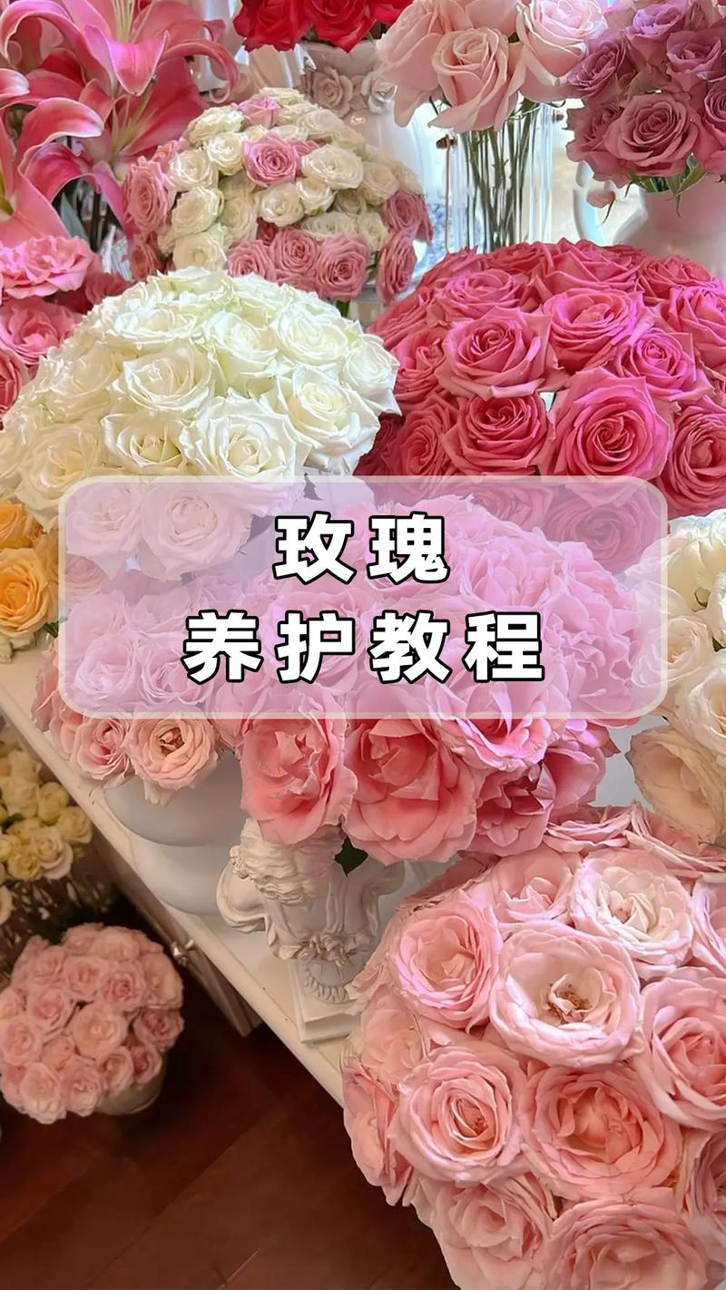玫瑰花怎么卖?从选购到养护,一篇看懂 修剪促花系统指导