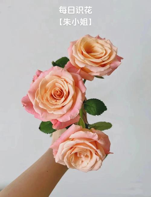 玫瑰花怎么卖?从选购到养护,一篇看懂 总结