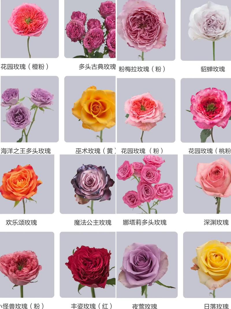 玫瑰花怎么卖?从选购到养护,一篇看懂 常见误区与纠正