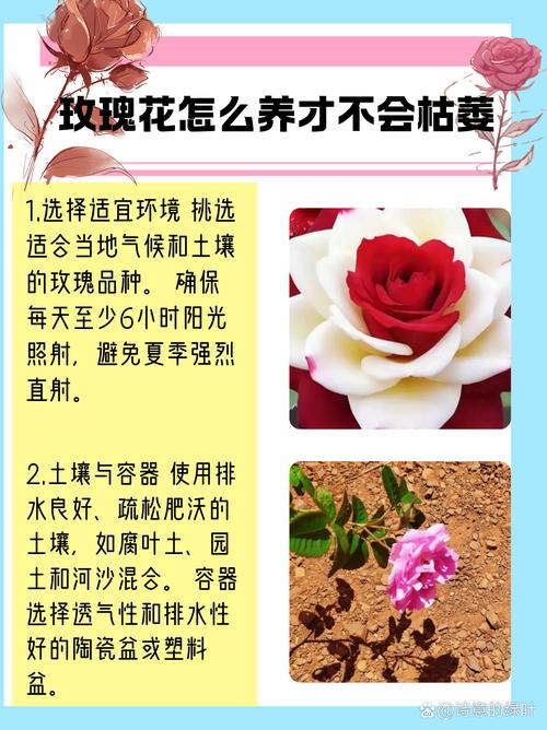 玫瑰花怎么卖?从选购到养护,一篇看懂 越冬与越夏管理