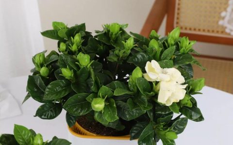 栀子花用什么土最好？家庭配土全攻略