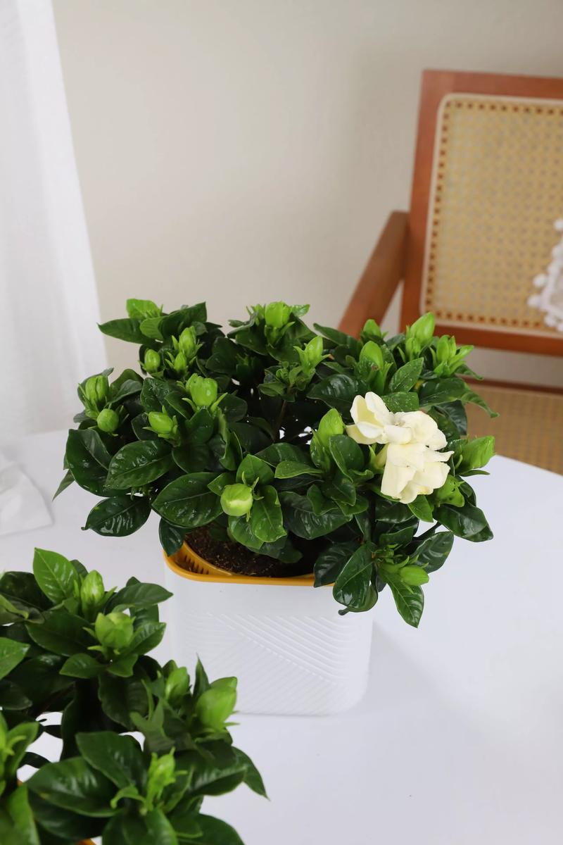栀子花用什么土最好?家庭配土全攻略 栀子花用什么土最好?家庭配土全攻略