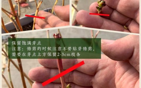 大花绣球冬天怎么养护？六个关键模块讲透越冬要点