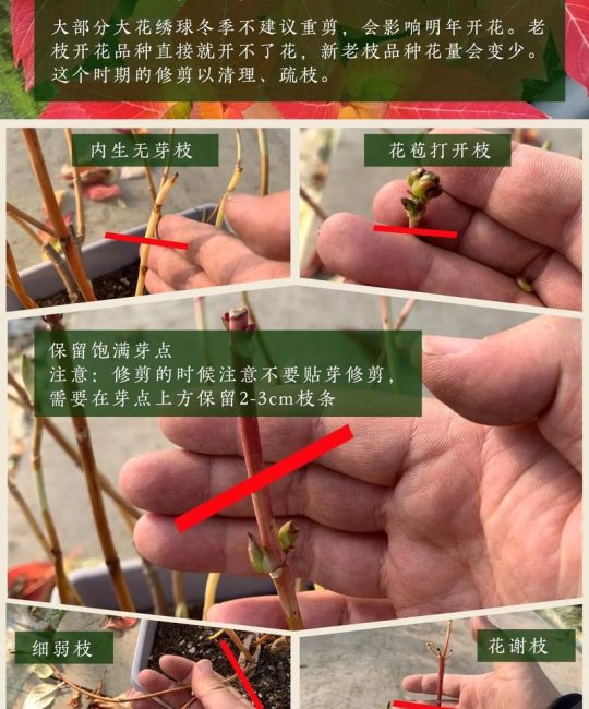 大花绣球冬天怎么养护？六个关键模块讲透越冬要点