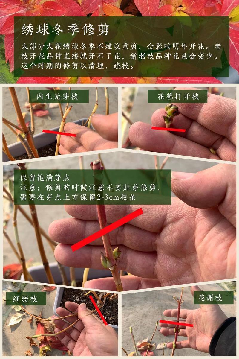 大花绣球冬天怎么养护?六个关键模块讲透越冬要点 大花绣球冬天怎么养护?六个关键模块讲透越冬要点