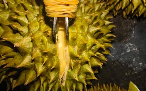 小榴莲是什么品种？揭秘小果榴莲的形态特征与种植要点